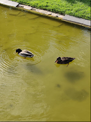 OnePlus 7T outdoor Pics