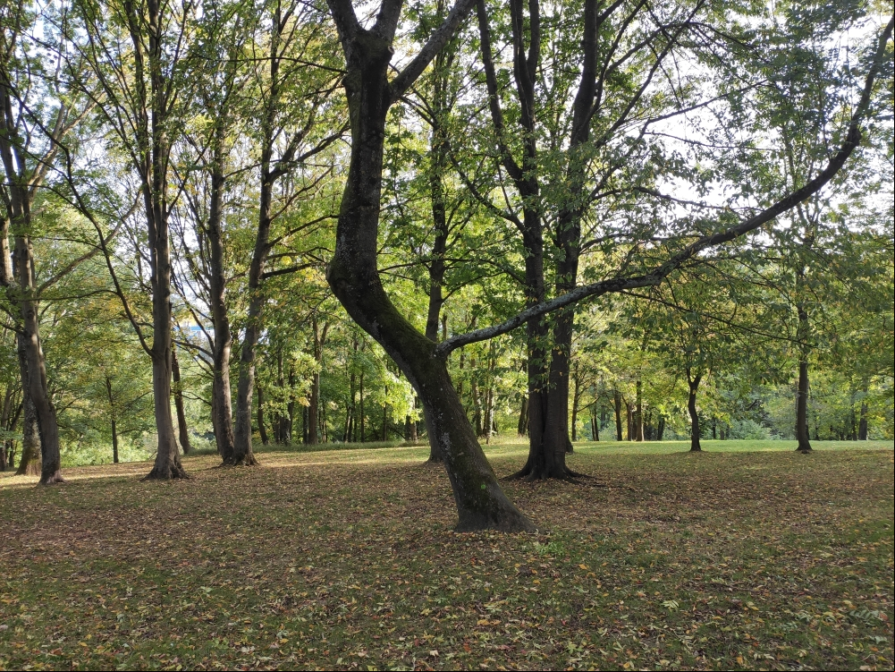 Arbre