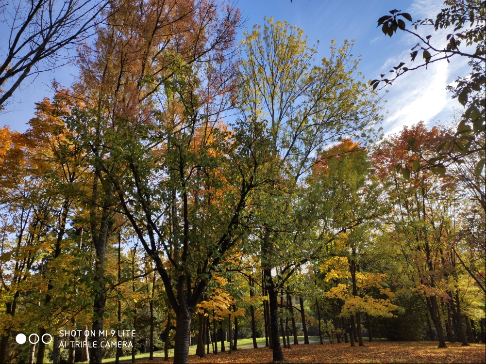 Arbres